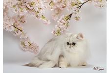 髙木恵美子ブリーダー